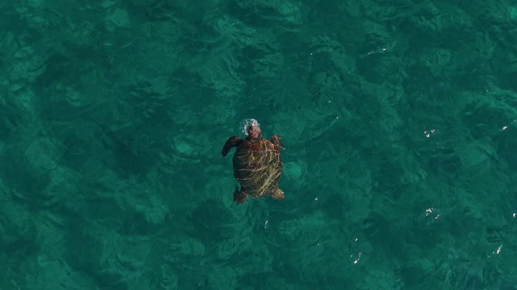 South Coast: Turtles & Mizithres Rocks (3 hours)